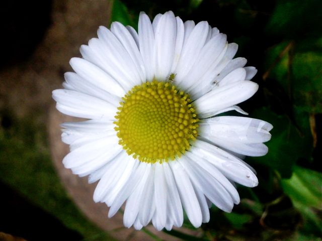 Bellis perennis (Pâquerette)