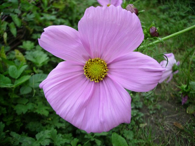 Cosmos - Rose