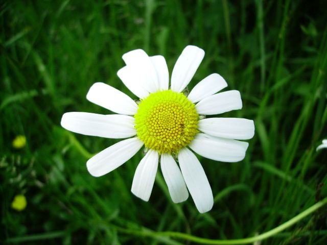 Leucanthemum vulgare (Marguerite commune)