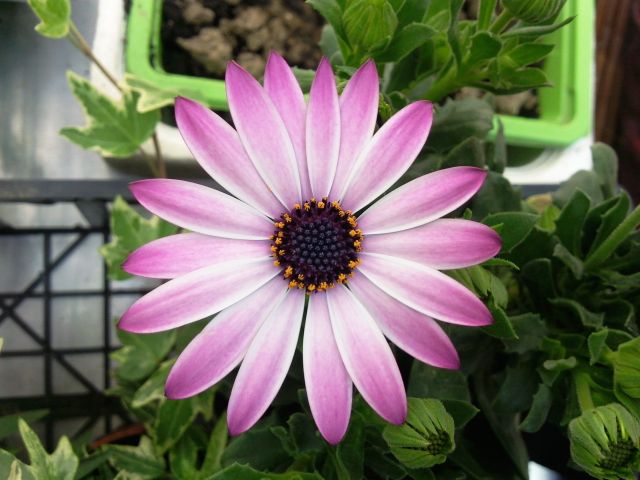 Osteospermum - Barquette