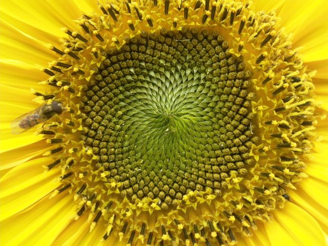 Helianthus annuus (Tournesol) - Coeur