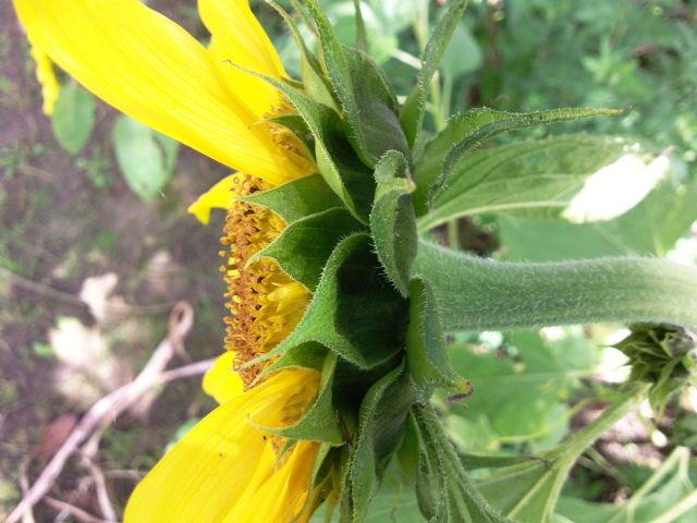 Helianthus annuus (Tournesol) - Capitule et bractées