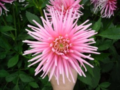 Dahlia cactus rose