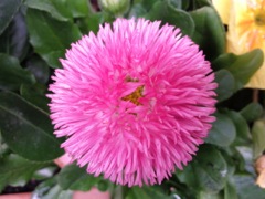 Bellis perennis (Pâquerette) - Pompon rose