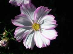 Cosmos bipinnatus - Inflorescence