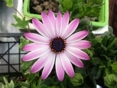 Osteospermum - Barquette