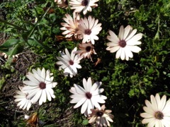 Osteospermum - Sépia