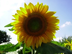 Helianthus annuus (Tournesol) - Contre jour