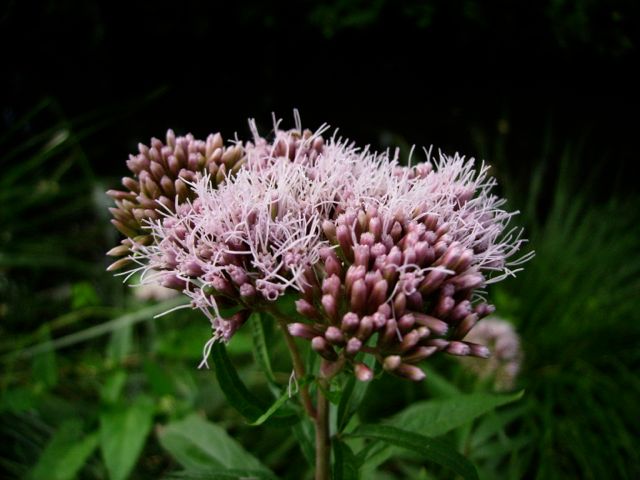 Eupatoire (Eupatorium)