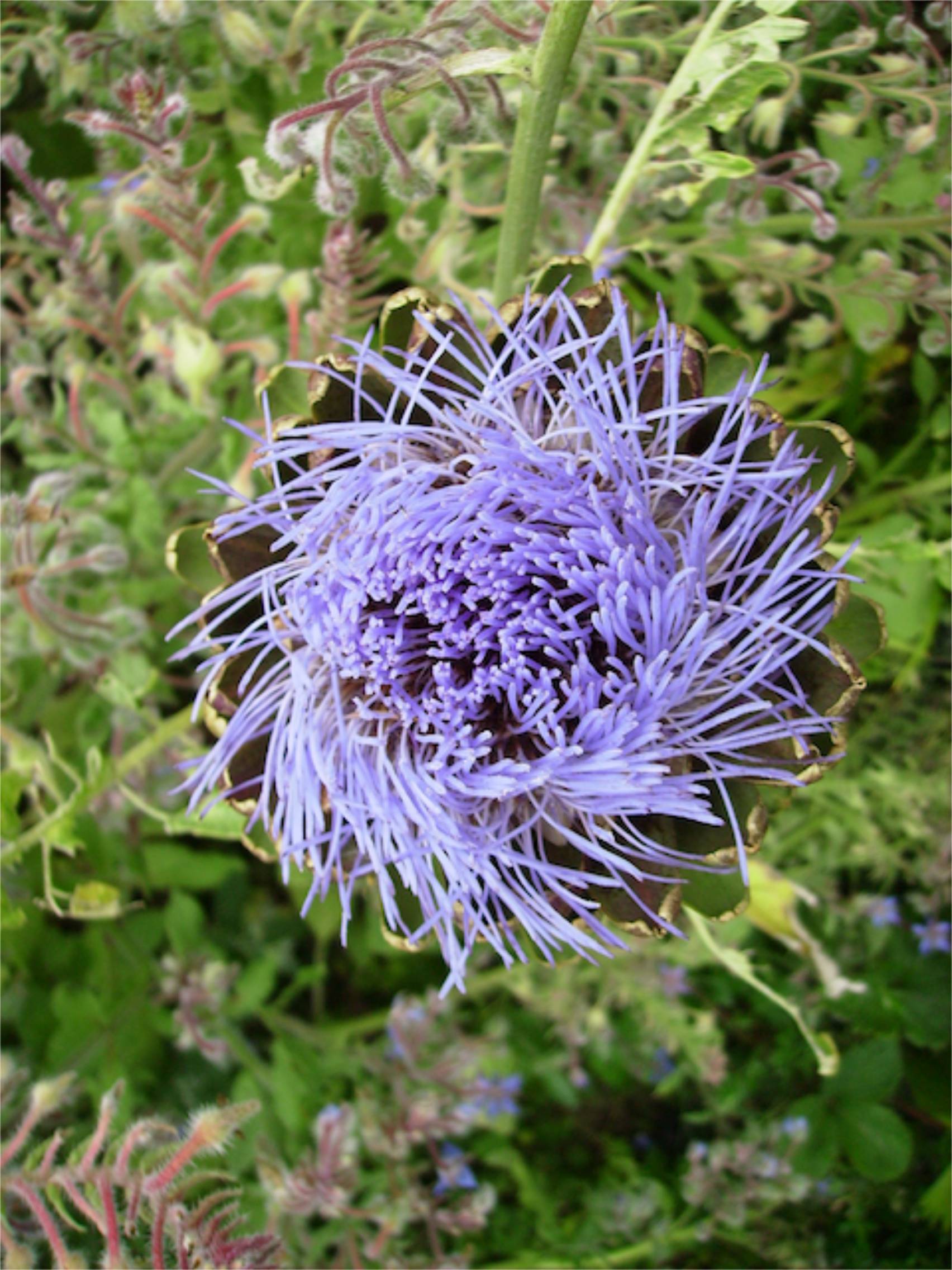 Artichaut (Cynara scolymus)