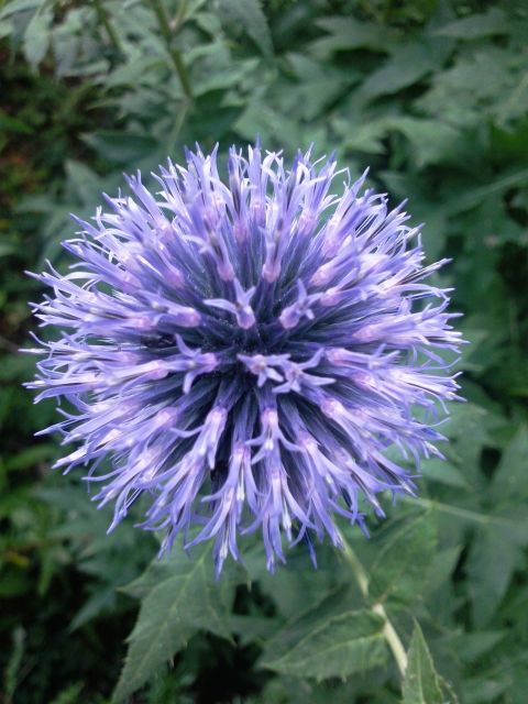 Echinops à tête ronde (Echinops sphaerocephalus)