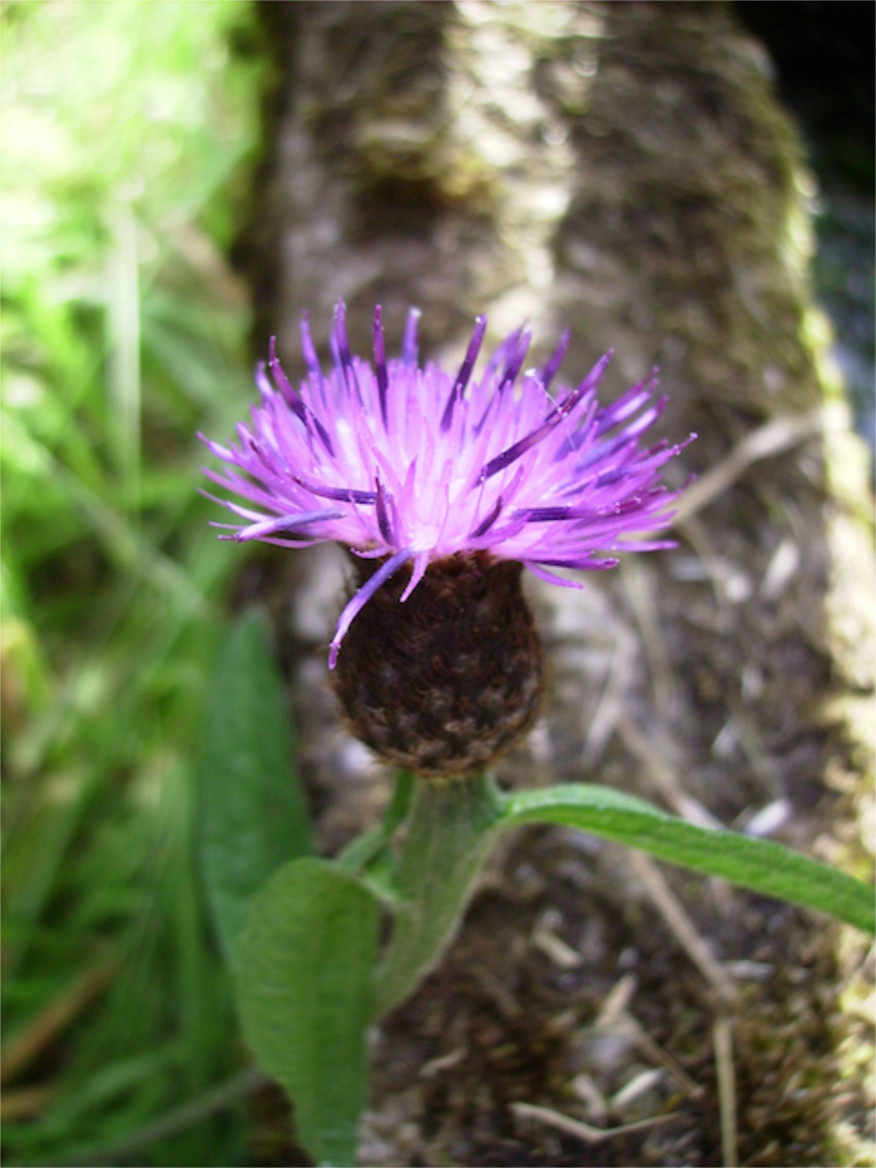 Serratule des teinturiers (Serratula tincturia)