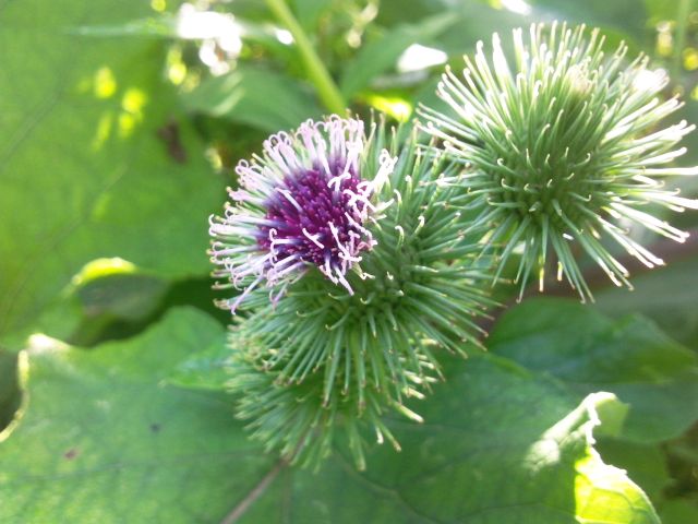 Petite Bardane (Arctium minus)