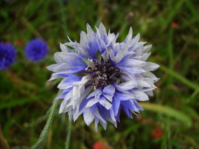 Bleuet des champs (Centaurea cyanus)