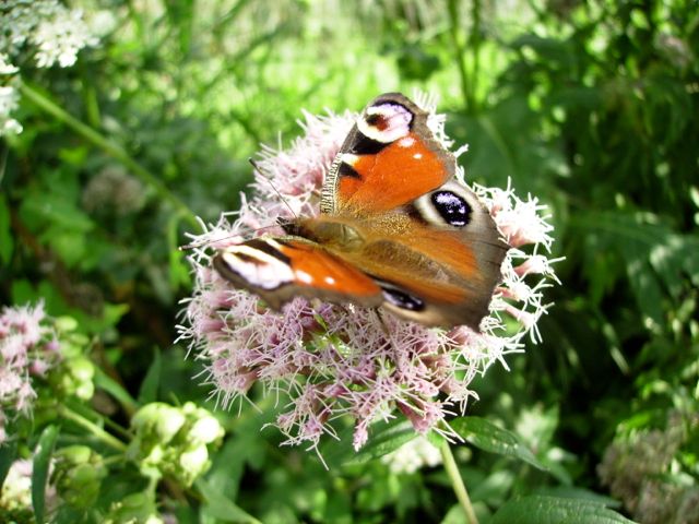 Eupatoire (Eupatorium)