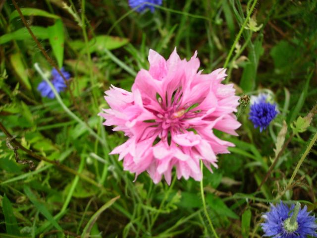 Bleuet des champs (Centaurea cyanus)