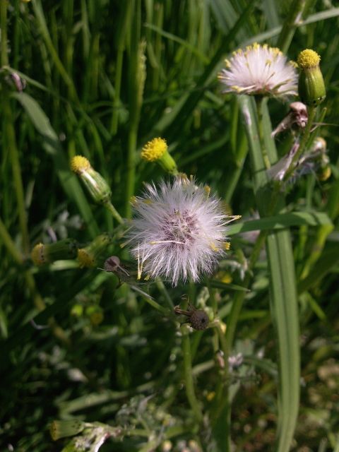 Senecio (Séneçon)