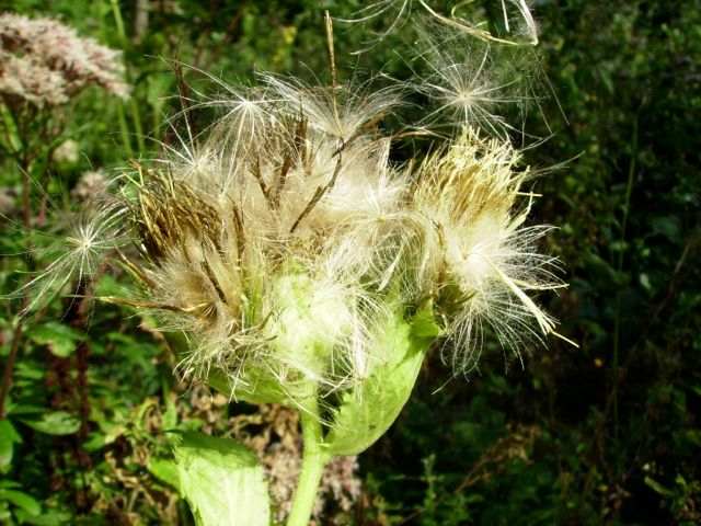 Cirse maraîcher (Cirsium oleraceum) - Dans le vent