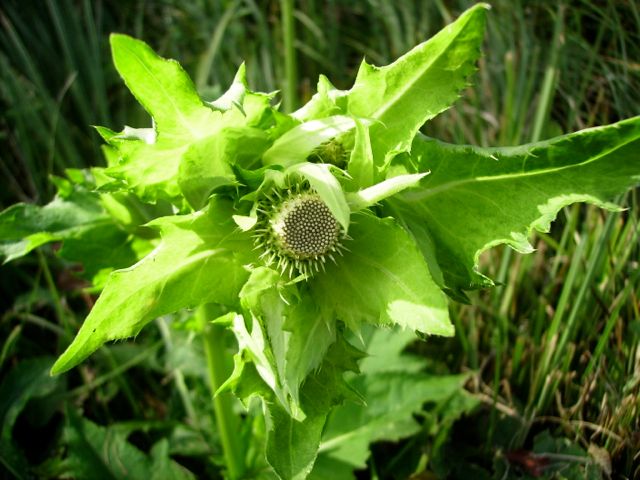 Cirse maraîcher (Cirsium oleraceum) - Géométrie