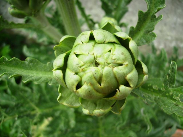 Artichaut (Cynara scolymus)