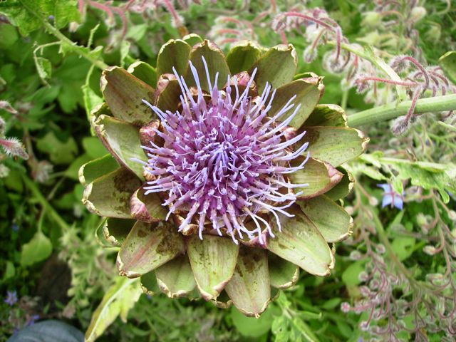 Artichaut (Cynara scolymus)