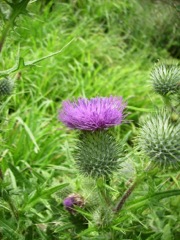 Circe commun (Circium vulgare)