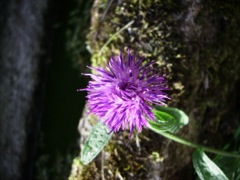 Serratule des teinturiers (Serratula tincturia)