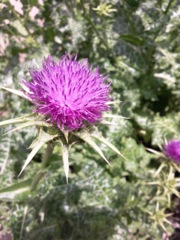 Chardon marie (Sylibum marianum)