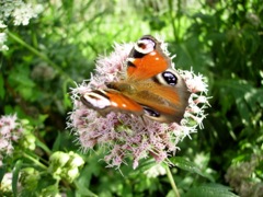 Eupatoire (Eupatorium)