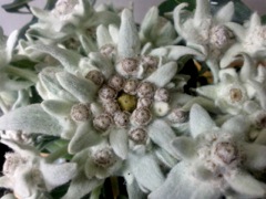 Edelweiss (Leontopodium alpinum)