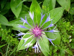 Centaurée (Centaurea)