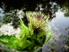 Cirse maraîcher (Cirsium oleraceum) - Profil