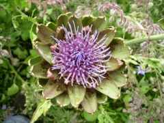 Artichaut (Cynara scolymus)