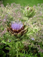 Artichaut (Cynara scolymus)