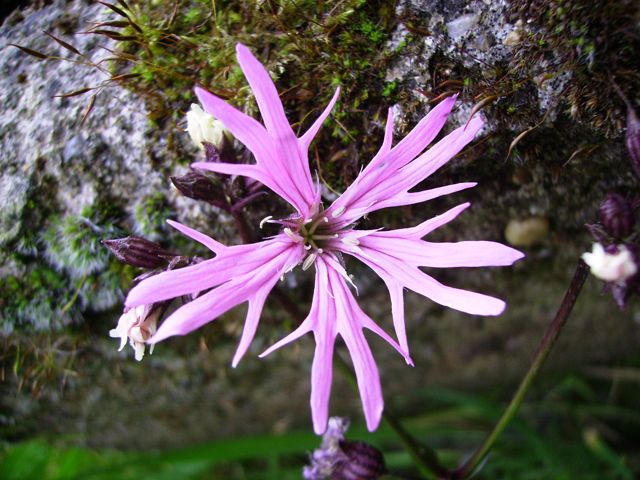 Lychnis flos-cuculi - Rose