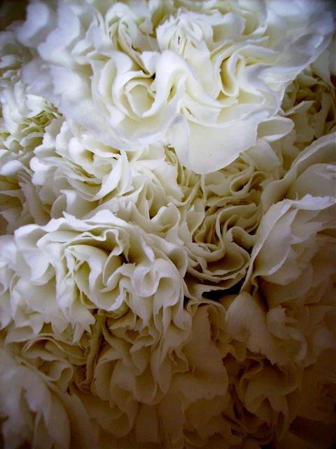Dianthus caryophyllus (Oeillet giroflé) - Blanc