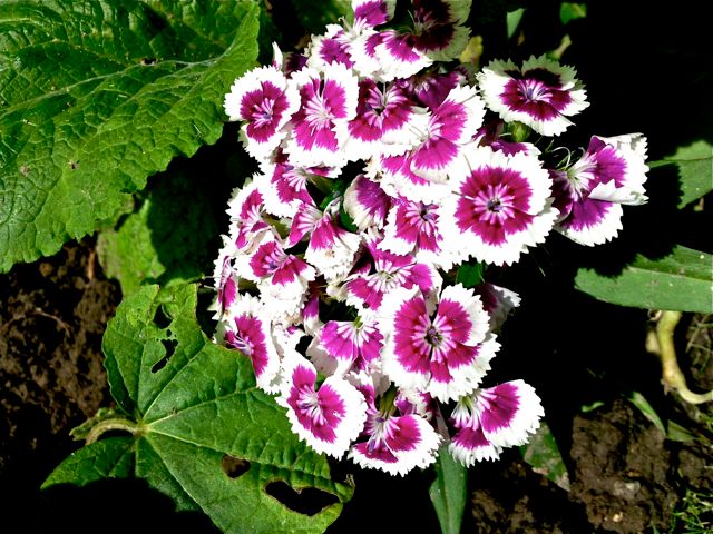 Dianthus barbatus (Oeillet de poète) - Rose et blanc