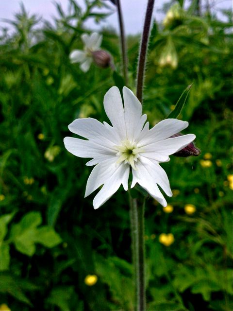 Silene latifolia (Compagnon blanc) - Face