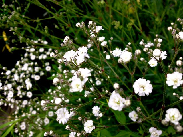 Gypsophila (Gypsophile) - Blanc