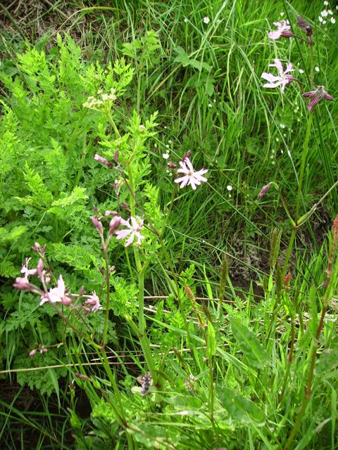 Lychnis flos-cuculi - Fossé