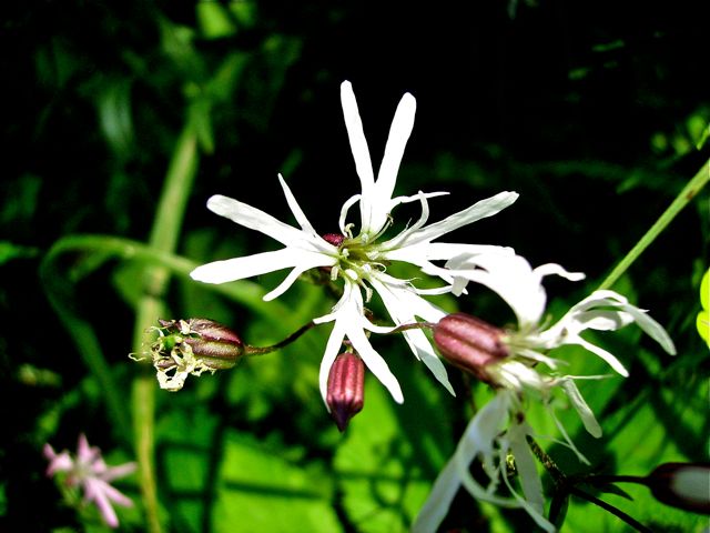 Lychnis flos-cuculi - Fructification