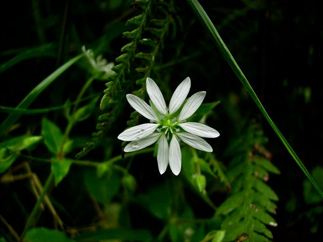 Stellaire (Stellaria) - Face