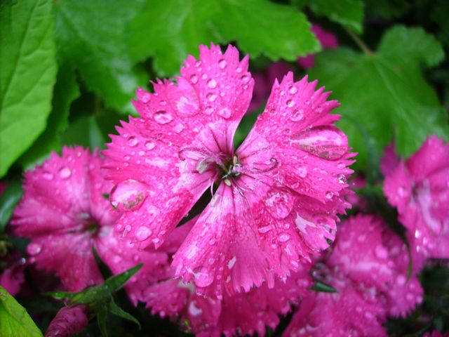 Dianthus barbatus (Oeillet de poète) - Face, rose