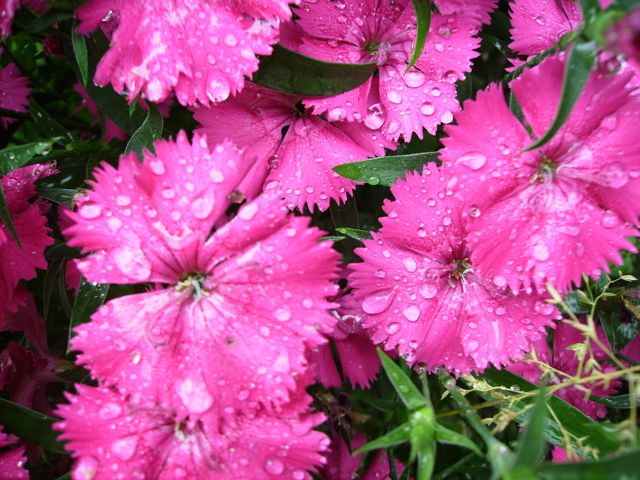 Dianthus barbatus (Oeillet de poète) - Botte, rose