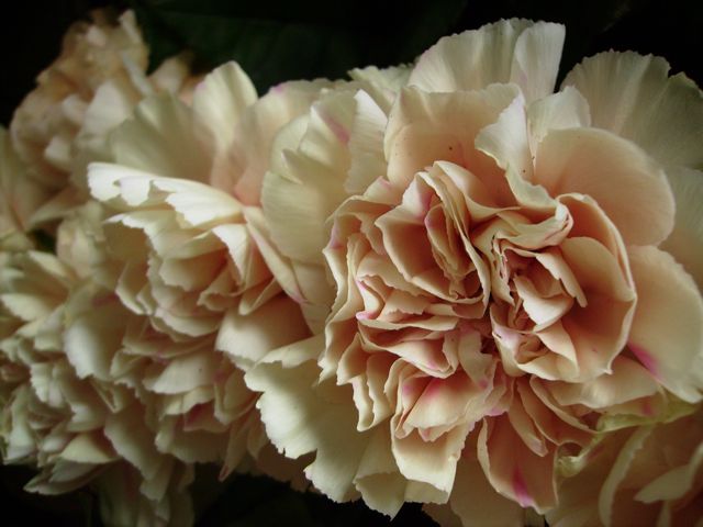 Dianthus caryophyllus (Oeillet giroflé) - Rose 