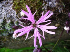 Lychnis flos-cuculi - Rose