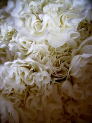 Dianthus caryophyllus (Oeillet giroflé) - Blanc