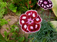 Dianthus barbatus (Oeillet de poète) - Rouge et blanc