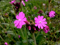 Silene dioica (Compagnon rouge) - Face