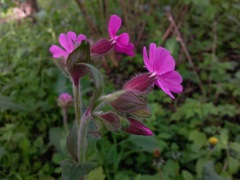 Silene dioica (Compagnon rouge) - Profil